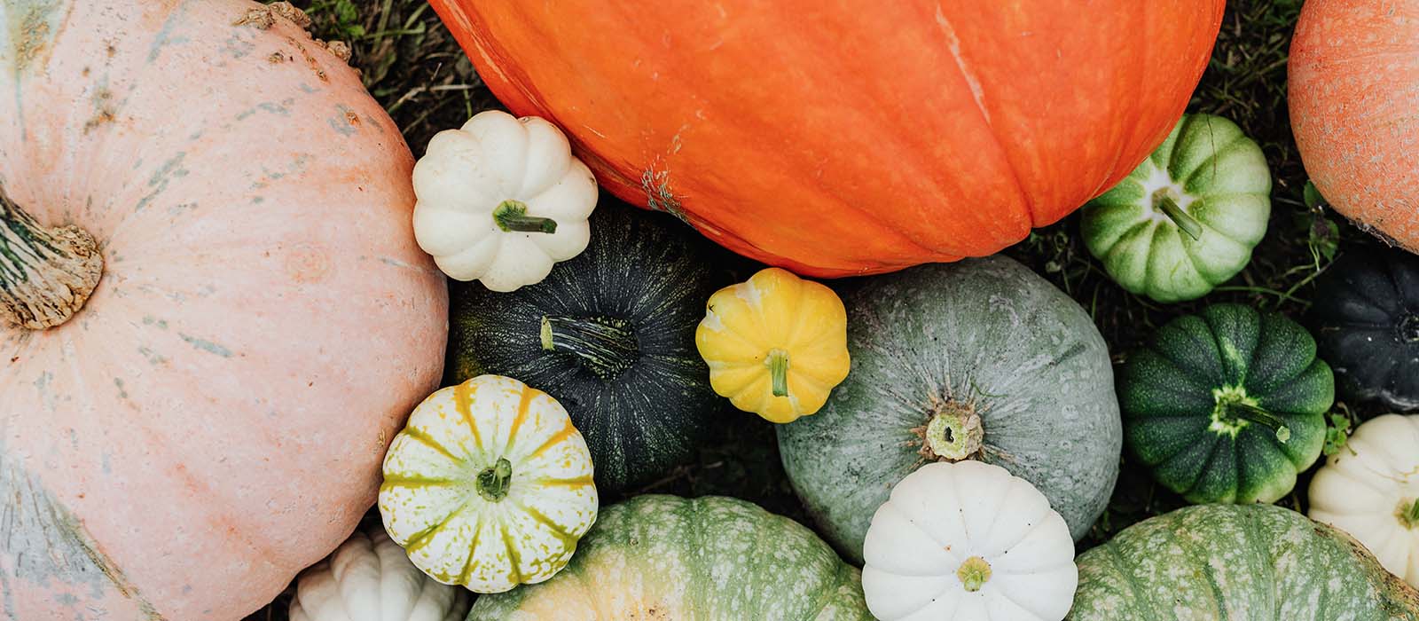 It’s Pumpkin Time Again: Health Benefits & Bonus Recipe