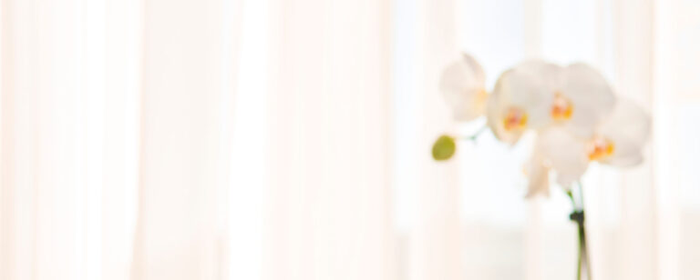 orchid in blurred background