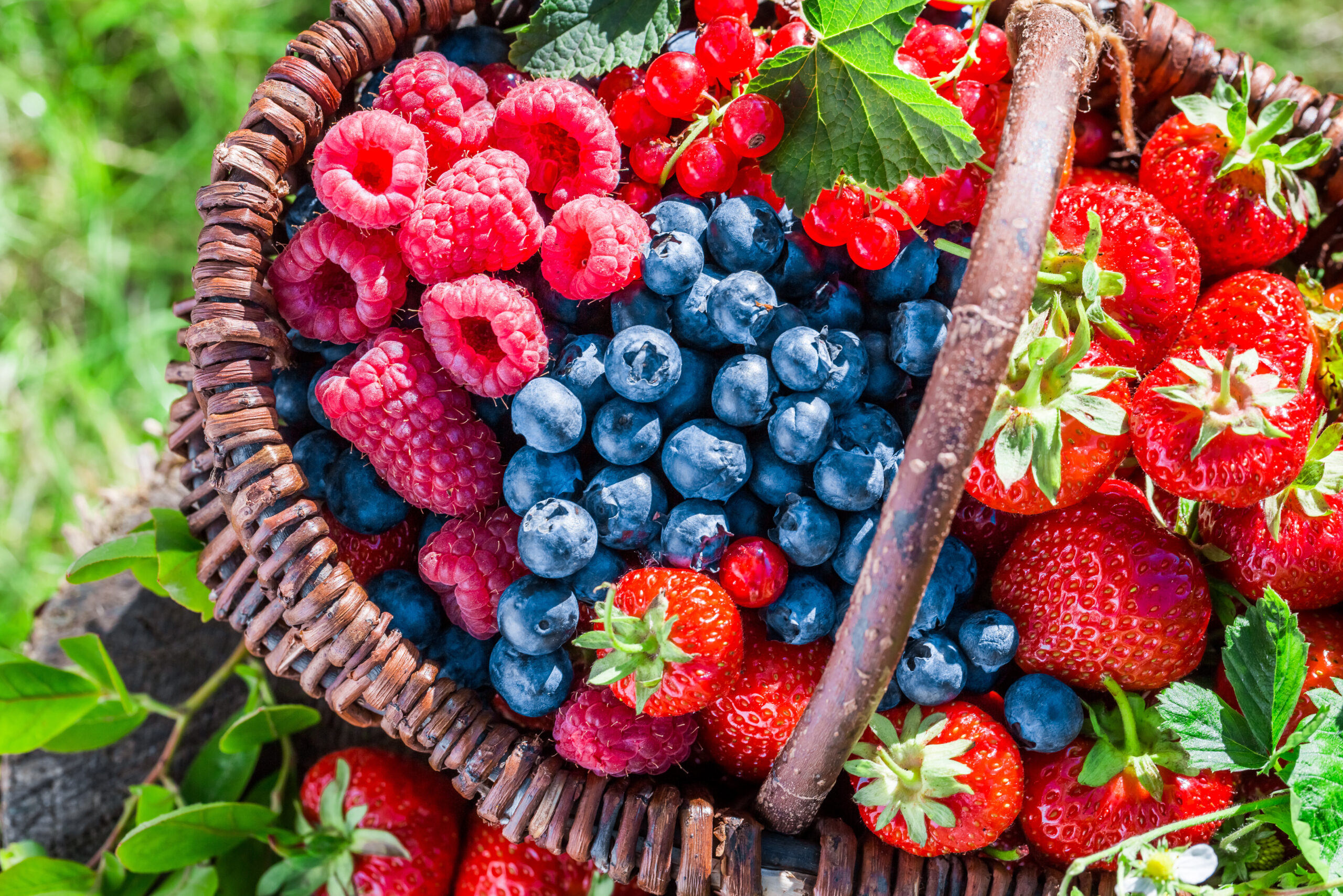 basket of berries in the spring or summer